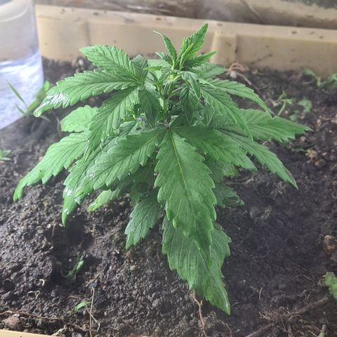 Zombie kush auto  growlog timeline photo