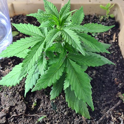 Zombie kush auto  growlog timeline photo