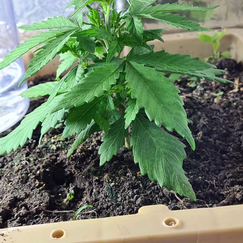 Zombie kush auto  growlog timeline photo