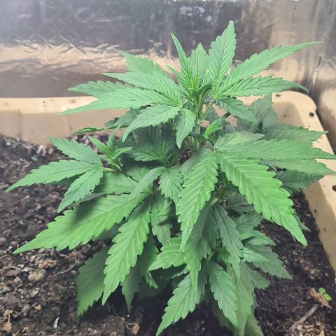 Zombie kush auto  growlog timeline photo