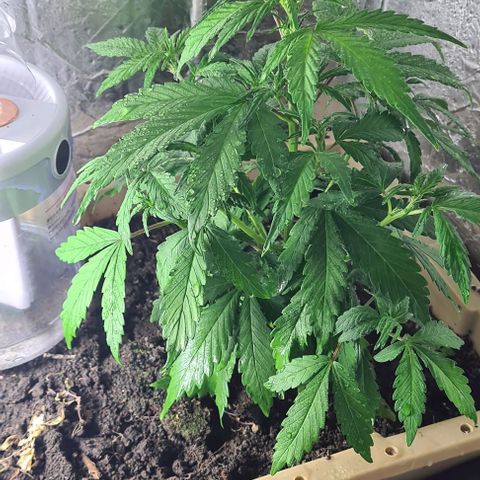 Zombie kush auto  growlog timeline photo