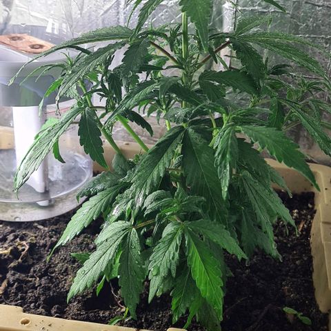 Zombie kush auto  growlog timeline photo