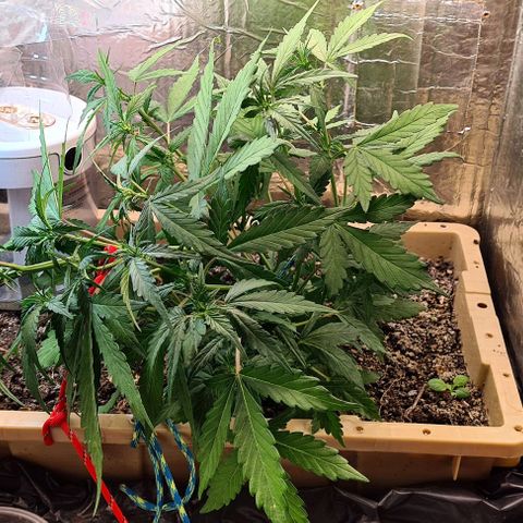 Zombie kush auto  growlog timeline photo