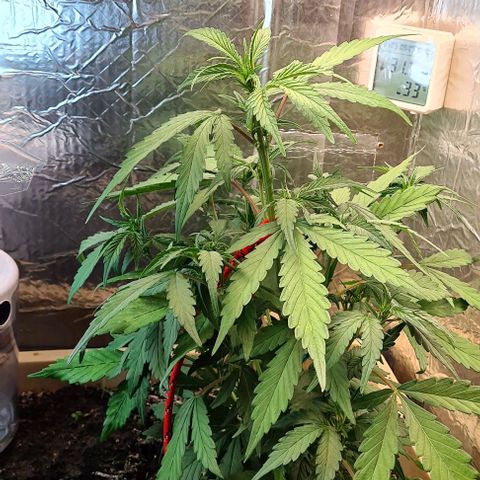 Zombie kush auto  growlog timeline photo