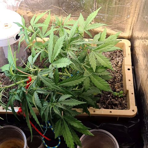 Zombie kush auto  growlog timeline photo