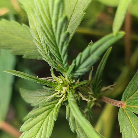 Zombie kush auto  growlog timeline photo