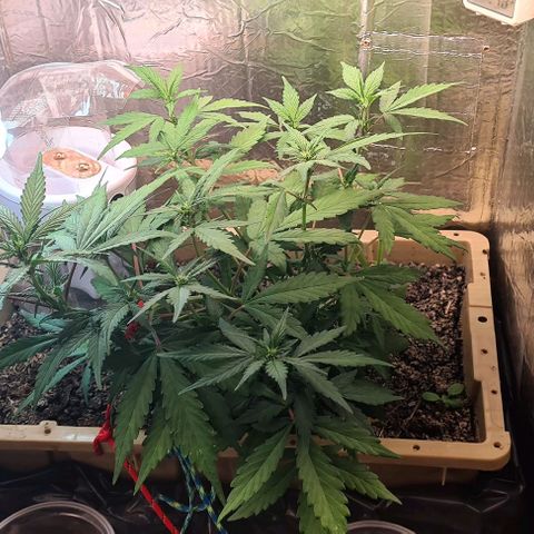 Zombie kush auto  growlog timeline photo