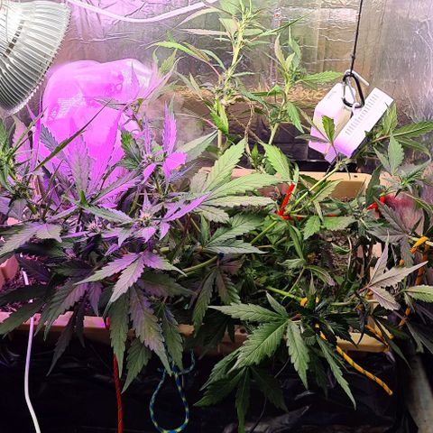 Zombie kush auto  growlog timeline photo