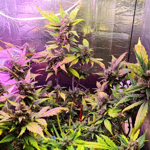 Zombie kush auto  growlog timeline photo
