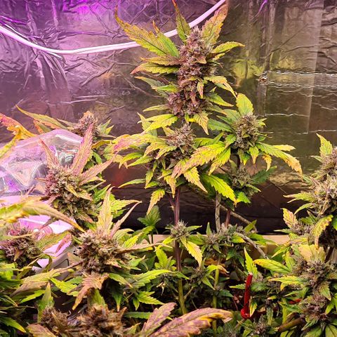 Zombie kush auto  growlog timeline photo