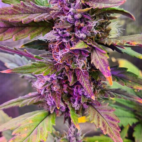 Zombie kush auto  growlog timeline photo