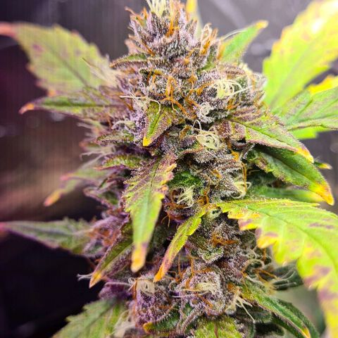 Zombie kush auto  growlog timeline photo
