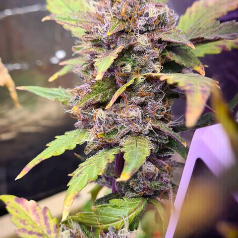 Zombie kush auto  growlog timeline photo