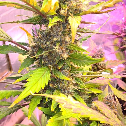 Zombie kush auto  growlog timeline photo