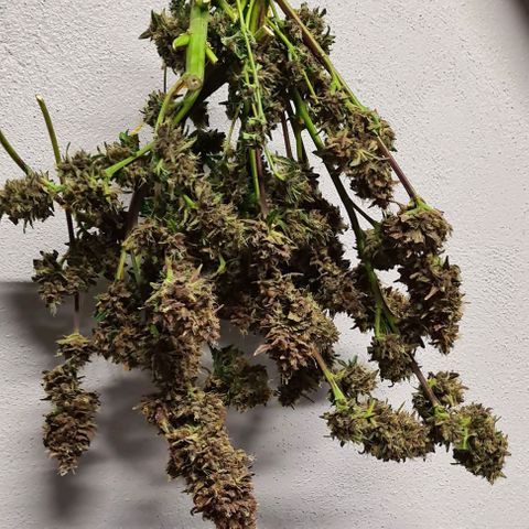 Zombie kush auto  growlog timeline photo