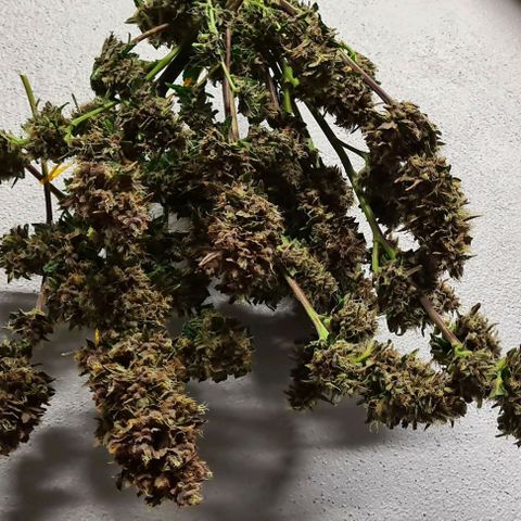 Zombie kush auto  growlog timeline photo