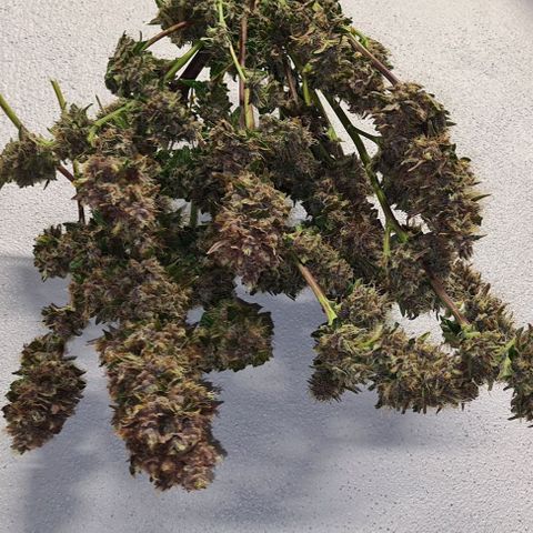 Zombie kush auto  growlog timeline photo