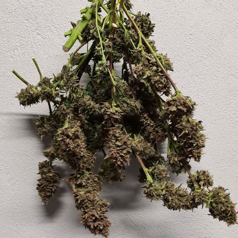 Zombie kush auto  growlog timeline photo