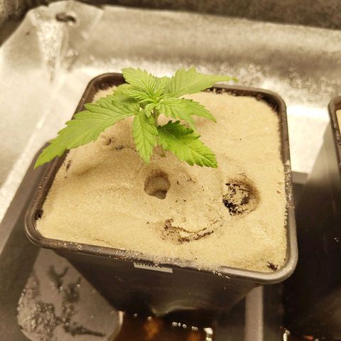 Sindy  growlog timeline photo