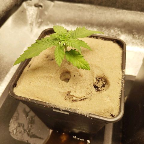 Sindy  growlog timeline photo
