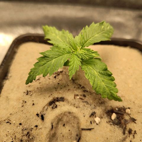 Cindy growlog timeline photo