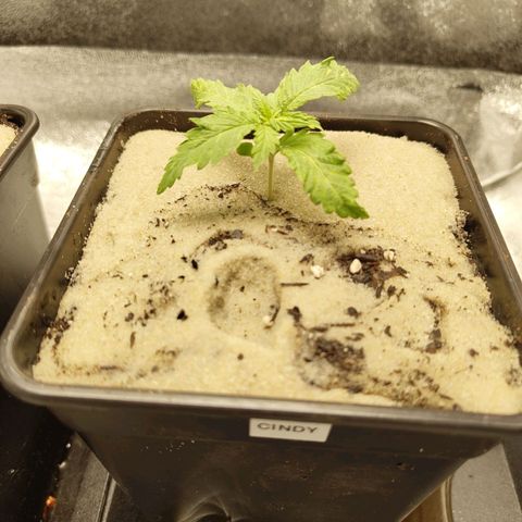 Cindy growlog timeline photo