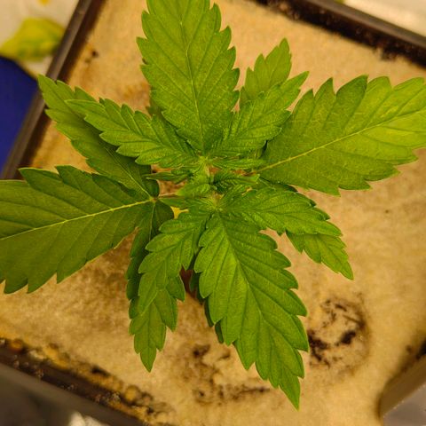 Sindy  growlog timeline photo
