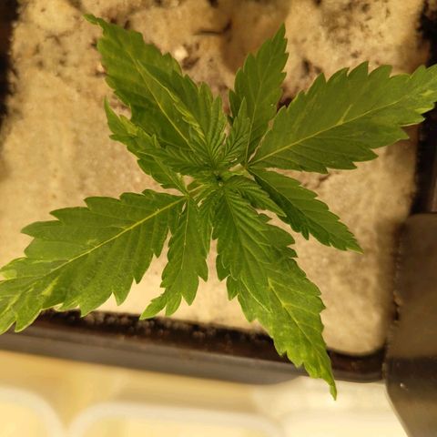 Cindy growlog timeline photo