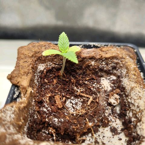 Oskar growlog timeline photo