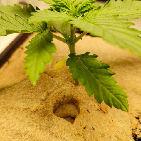 Sindy  growlog photo: Kleine Blätter wachsen an den nodien 