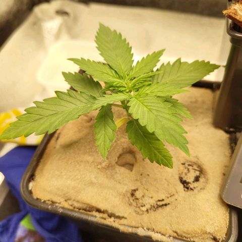 Sindy  growlog timeline photo