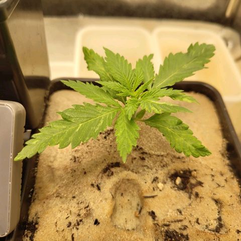 Cindy growlog timeline photo