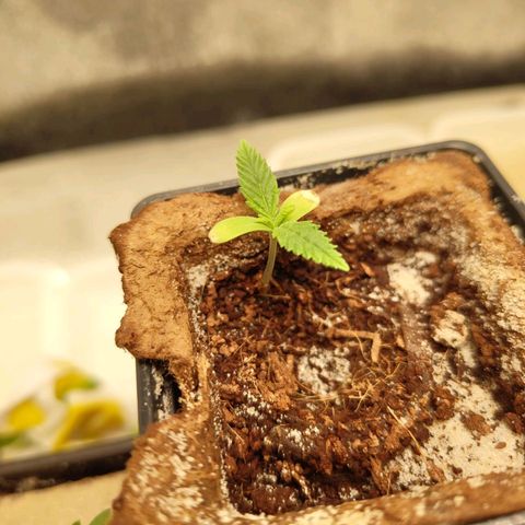 Oskar growlog timeline photo