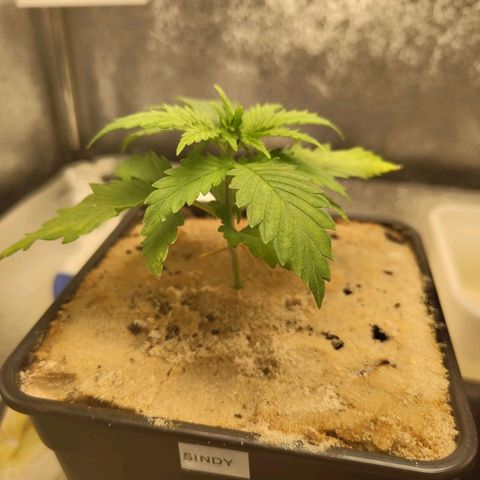 Sindy  growlog timeline photo