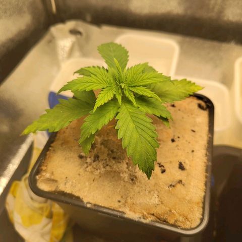 Sindy  growlog timeline photo