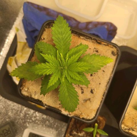 Sindy  growlog timeline photo