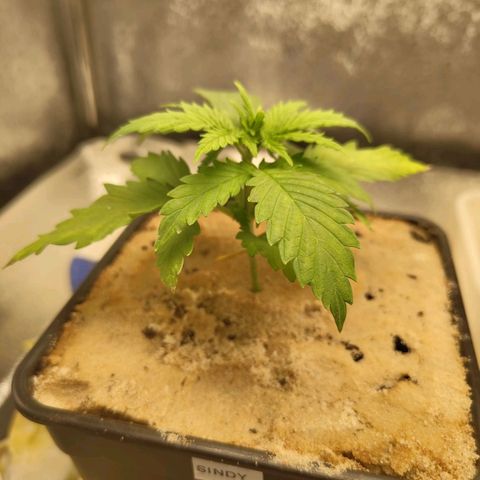 Sindy  growlog timeline photo