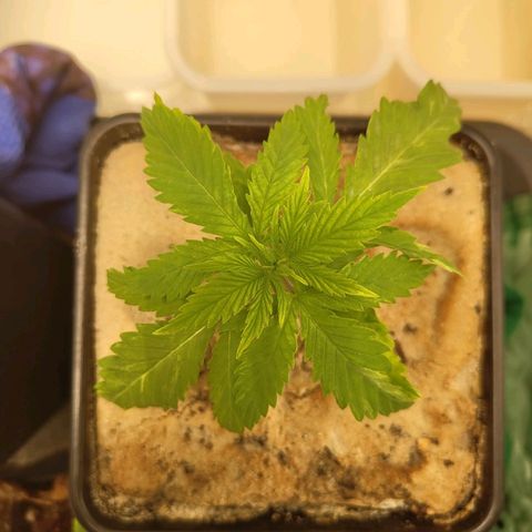 Cindy growlog timeline photo