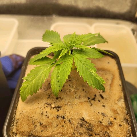 Cindy growlog timeline photo