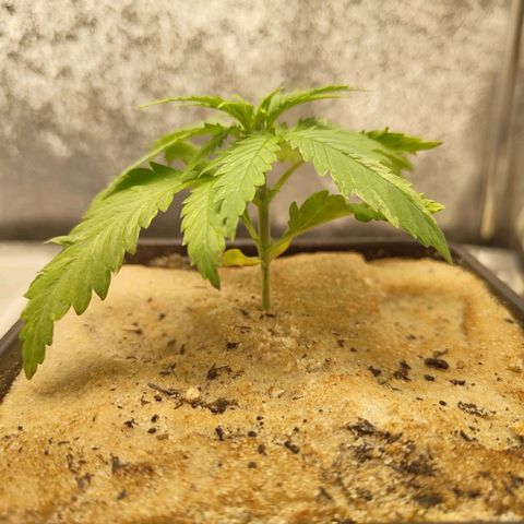 Cindy growlog timeline photo
