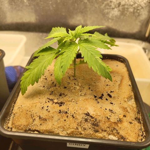 Cindy growlog timeline photo