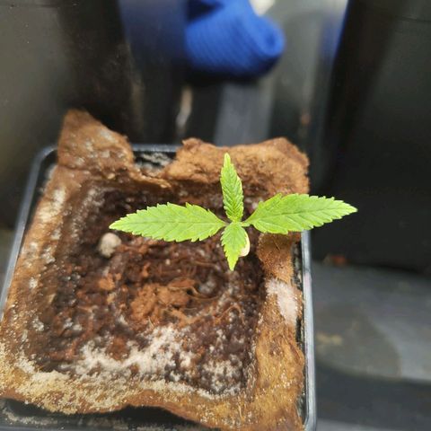Oskar growlog timeline photo