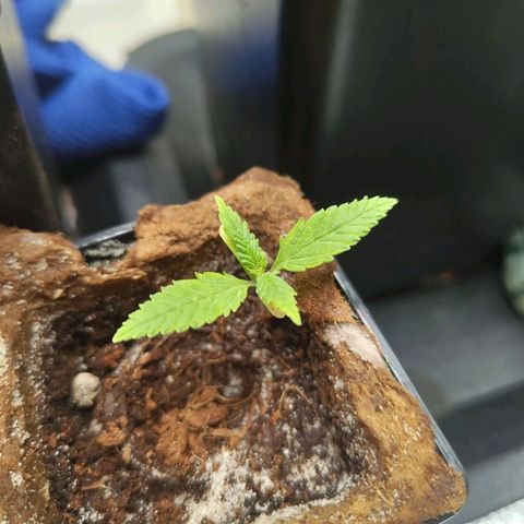 Oskar growlog timeline photo