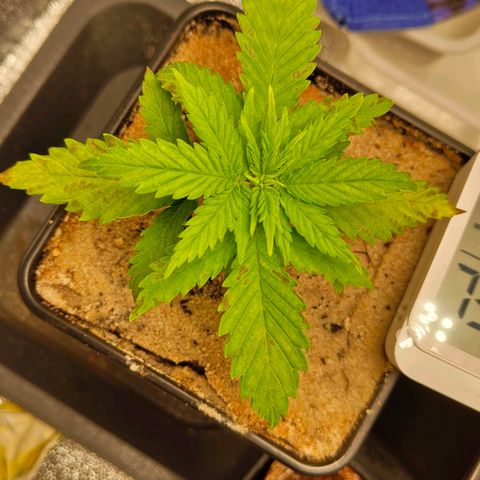 Sindy  growlog timeline photo