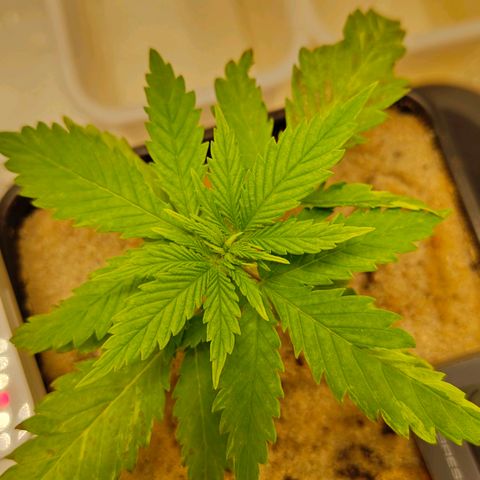Cindy growlog timeline photo