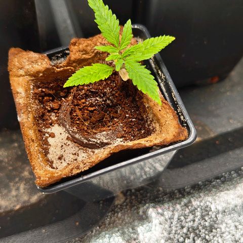 Oskar growlog timeline photo