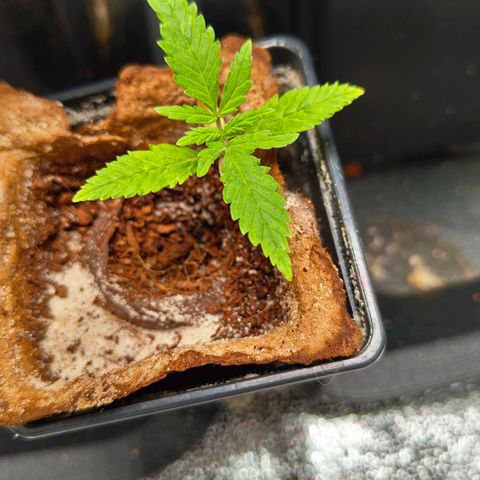 Oskar growlog timeline photo