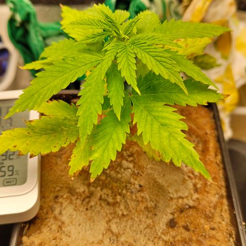 Cindy growlog timeline photo