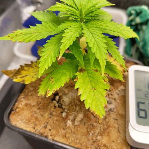 Sindy  growlog timeline photo