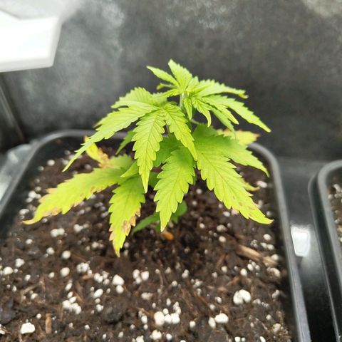 Sindy  growlog timeline photo